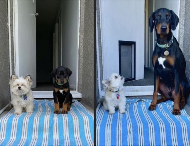 image.png 강아지의 1년 전후 차이 ㄷㄷ