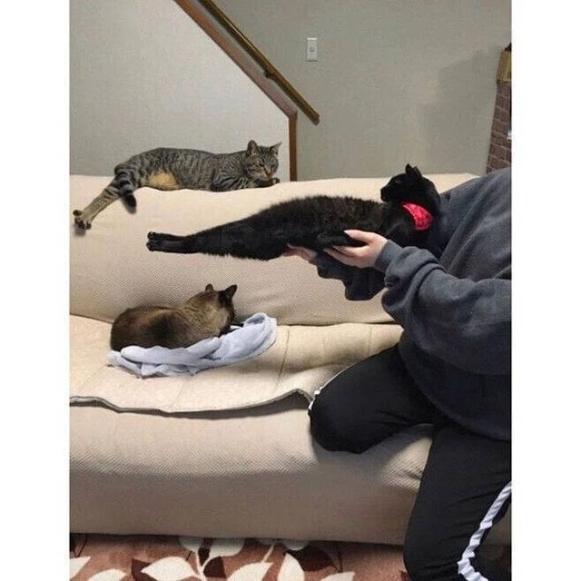 죽어도 안기기 싫은 고양이