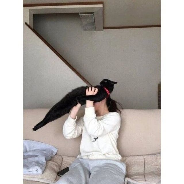 죽어도 안기기 싫은 고양이