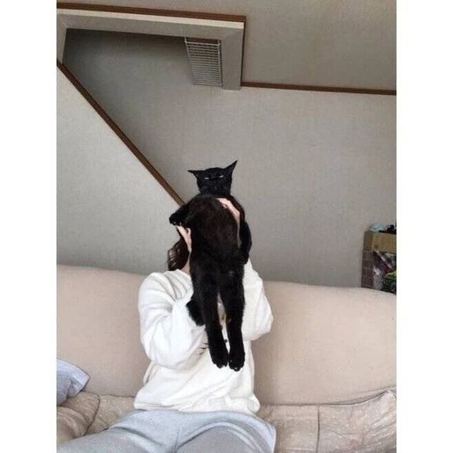 죽어도 안기기 싫은 고양이