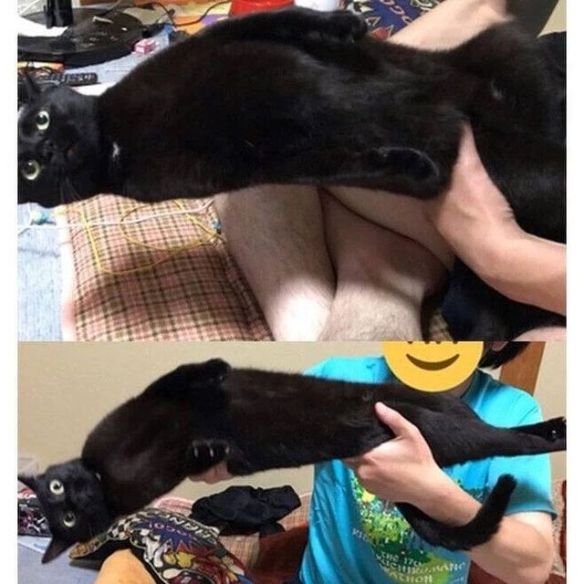 죽어도 안기기 싫은 고양이