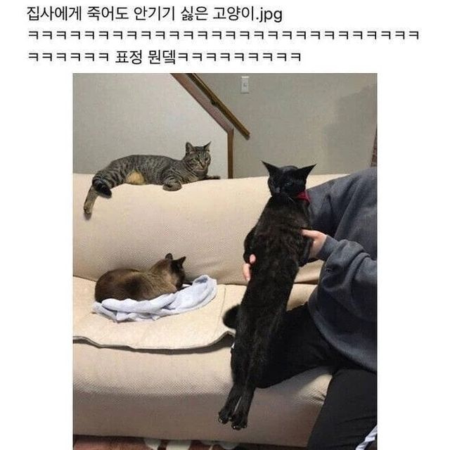 죽어도 안기기 싫은 고양이