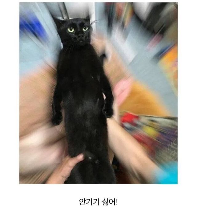 죽어도 안기기 싫은 고양이