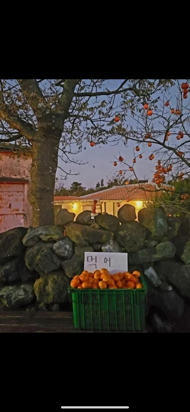 귤이 나오기 시작한 제주도 근황