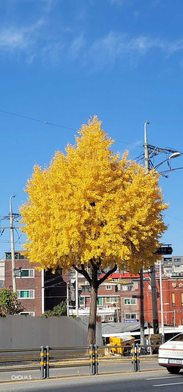 가을의 마지막 색이 이쁘네요