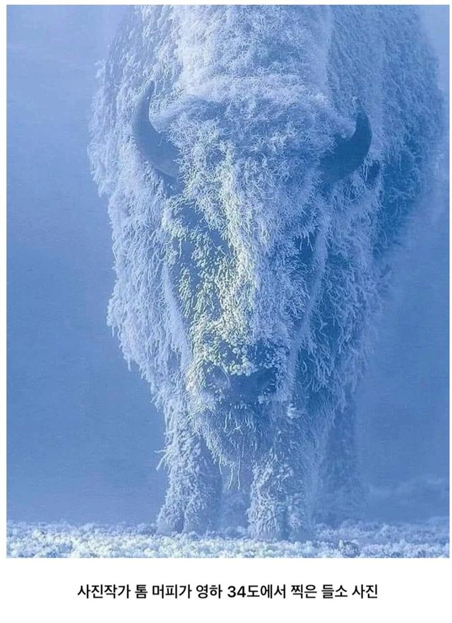 스크린샷_26-11-2024_223736_web.humoruniv.com.jpeg 영하 34도에서 찍은 들소 사진 ㄷㄷㄷ