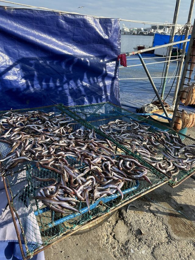 속초 양미리축제 다녀왔습니다