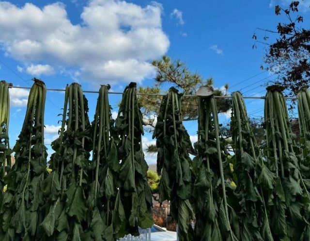 lsnn1732853462_219048584.jpg 故 김수미 선생님 며느리 서효림 근황