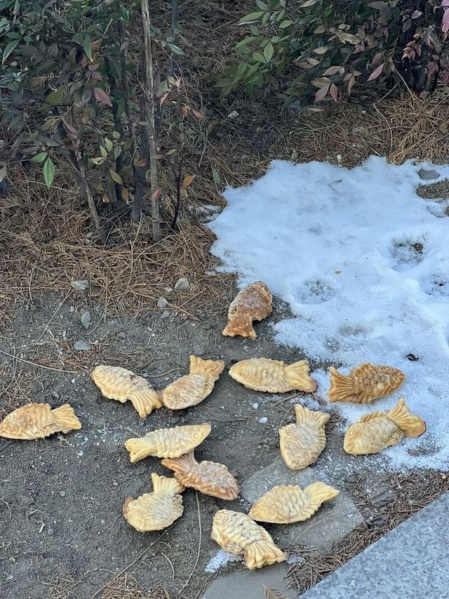 천재지변의 전조 현상이 나타난 곳.jpg