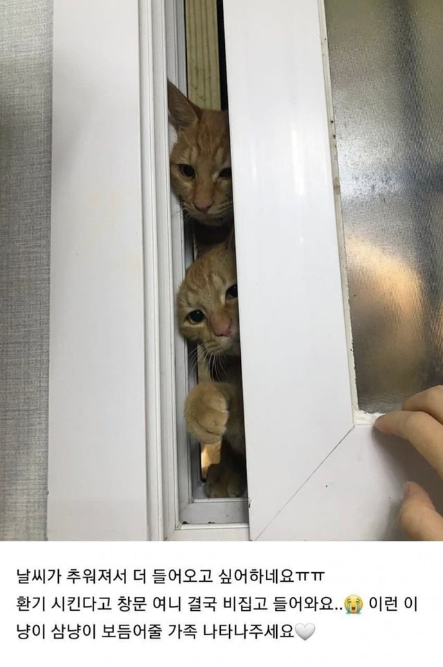 캣맘이 싫어하는 것 ㄷㄷ