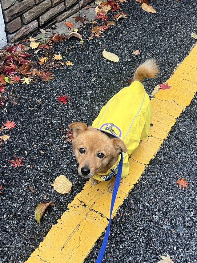 5살 멈무이 임보하다 입양해버렸다