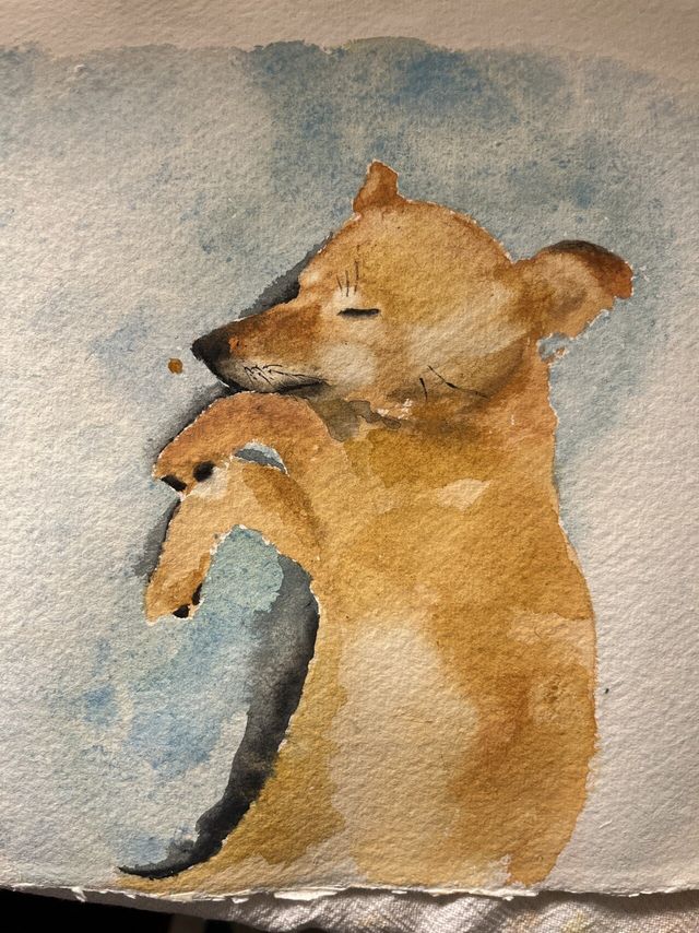 5살 멈무이 임보하다 입양해버렸다