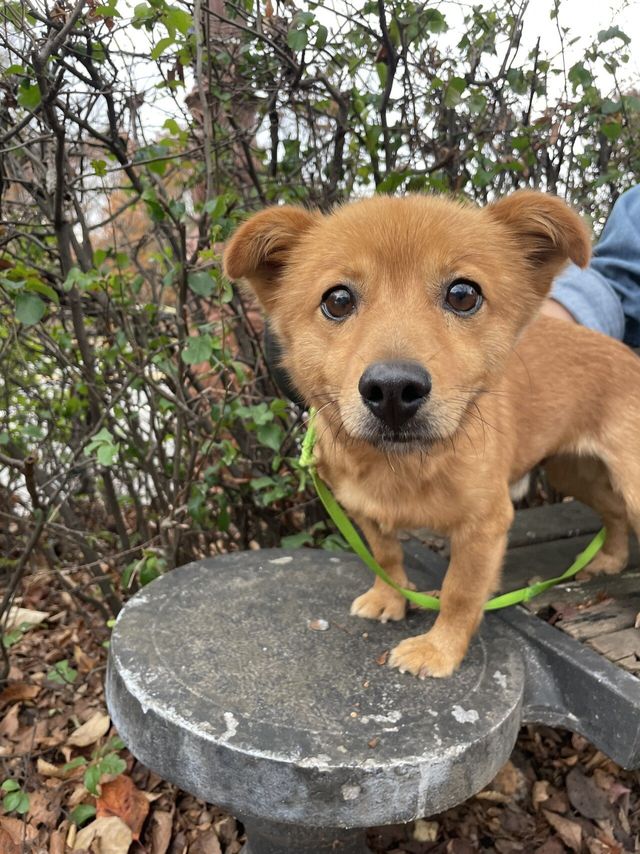 5살 멈무이 임보하다 입양해버렸다