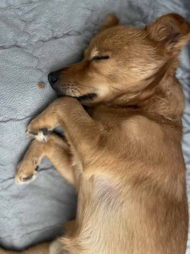 5살 멈무이 임보하다 입양해버렸다