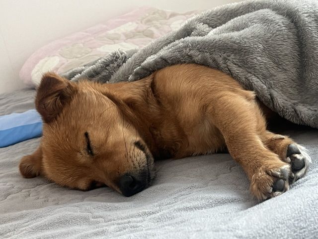 5살 멈무이 임보하다 입양해버렸다