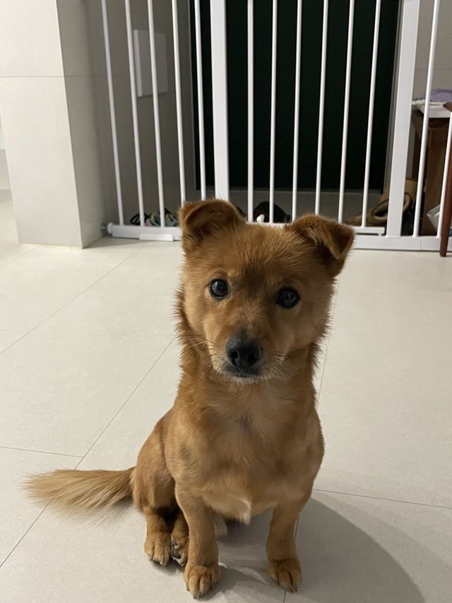 5살 멈무이 임보하다 입양해버렸다