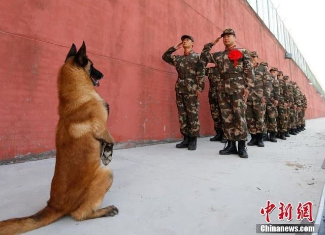 1732452271.jpg [오피셜] 개 alt=