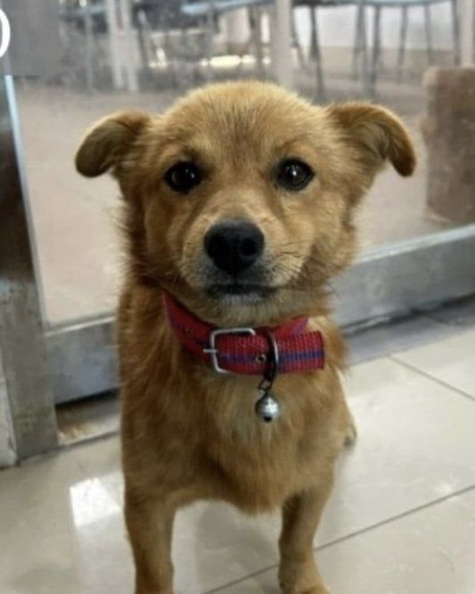 5살 멈무이 임보하다 입양해버렸다