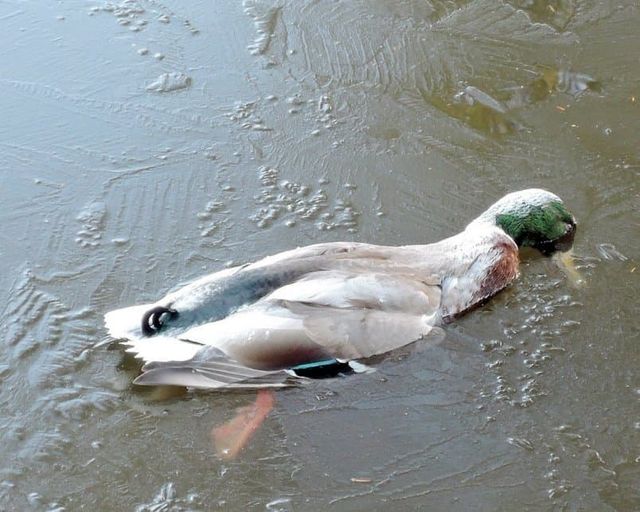 1000079603.jpg 싱글벙글 오리가 얼면?