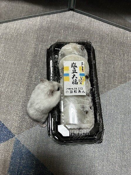 주인이 자기를 키우는 이유를 알아버린 햄스터