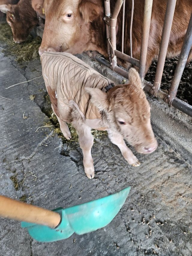 20241231_164249.jpg ㅈ됐네 송아지 탈출함