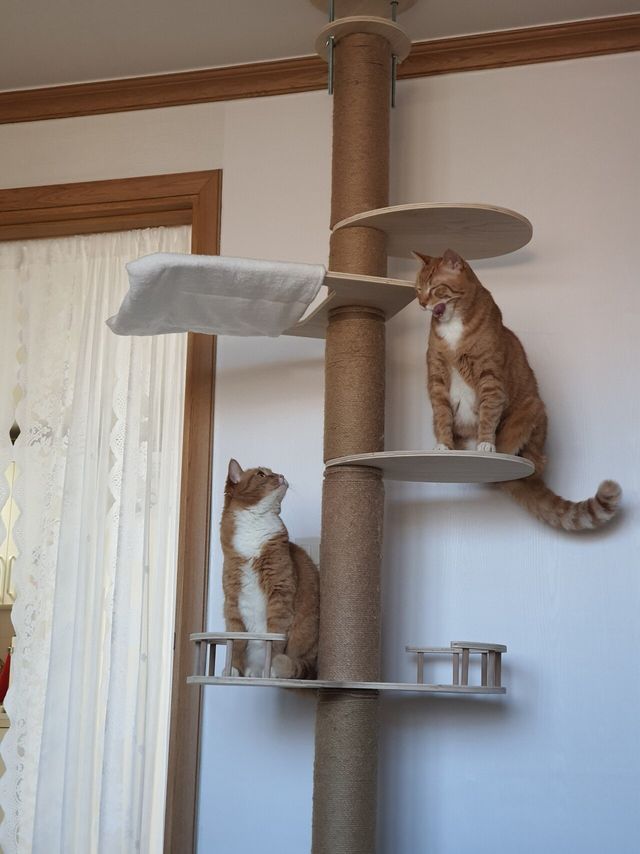 1000001494.jpg 치즈맛 좆냥이 세마리 키우고 있다.