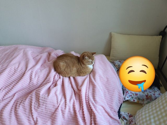 1735663743656-2.jpg 치즈맛 좆냥이 세마리 키우고 있다.