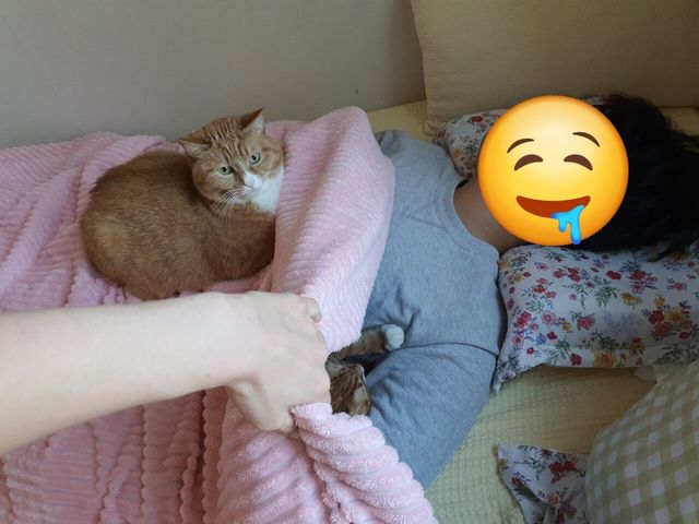 1735663743656-1.jpg 치즈맛 좆냥이 세마리 키우고 있다.