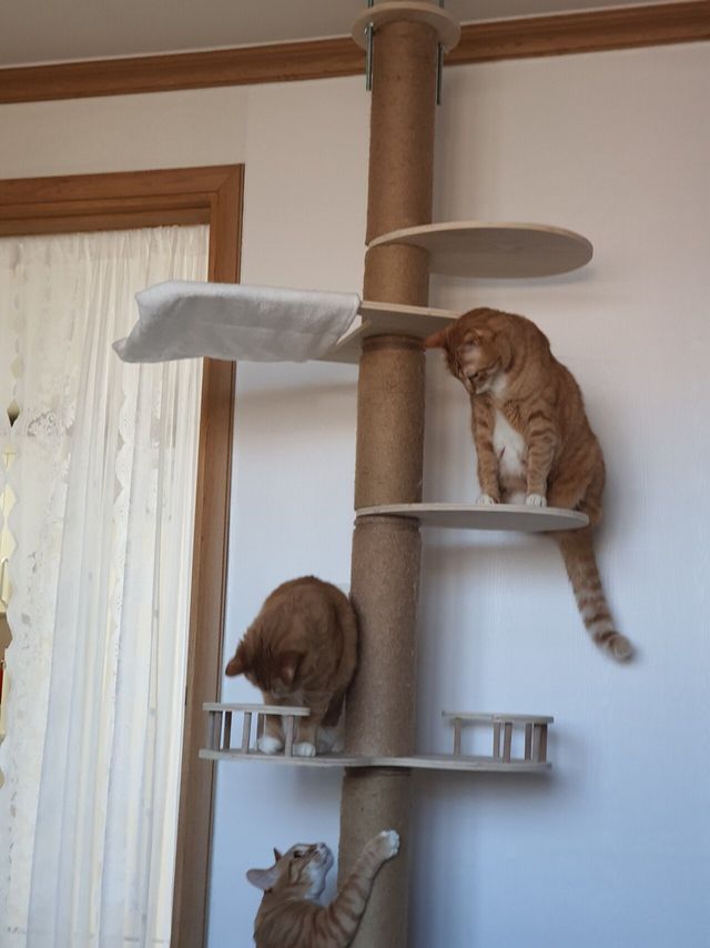 1000001492.jpg 치즈맛 좆냥이 세마리 키우고 있다.