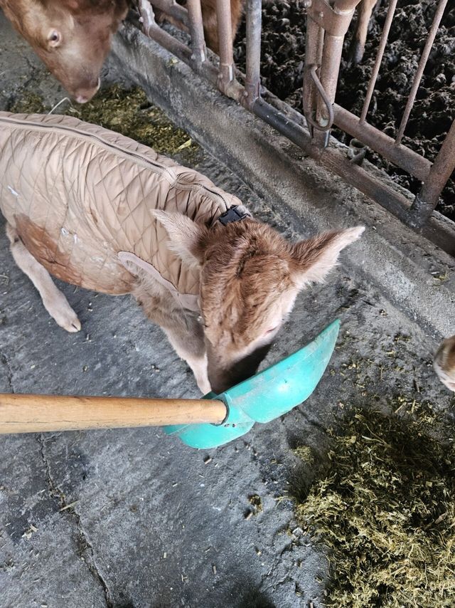 20241231_164300.jpg ㅈ됐네 송아지 탈출함