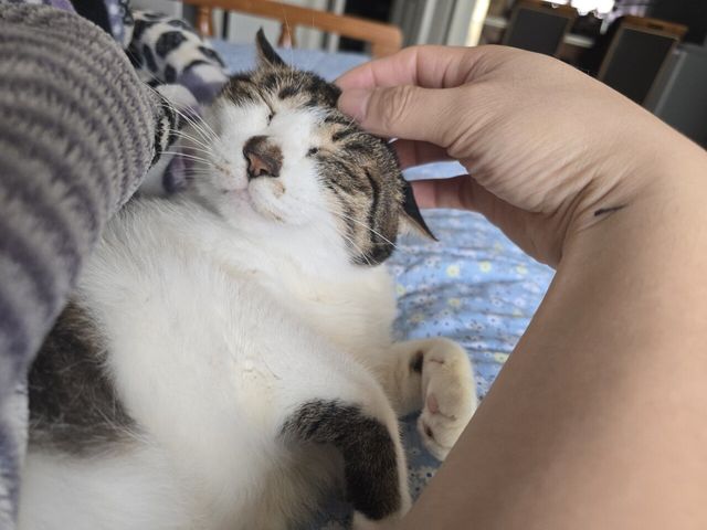 곧 크리스마스인데 우리집 고양이 구경해