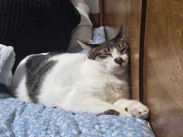 곧 크리스마스인데 우리집 고양이 구경해