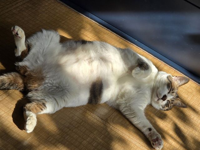 곧 크리스마스인데 우리집 고양이 구경해