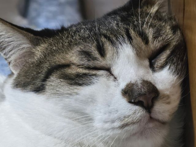 곧 크리스마스인데 우리집 고양이 구경해