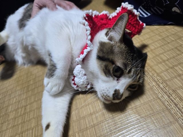 곧 크리스마스인데 우리집 고양이 구경해