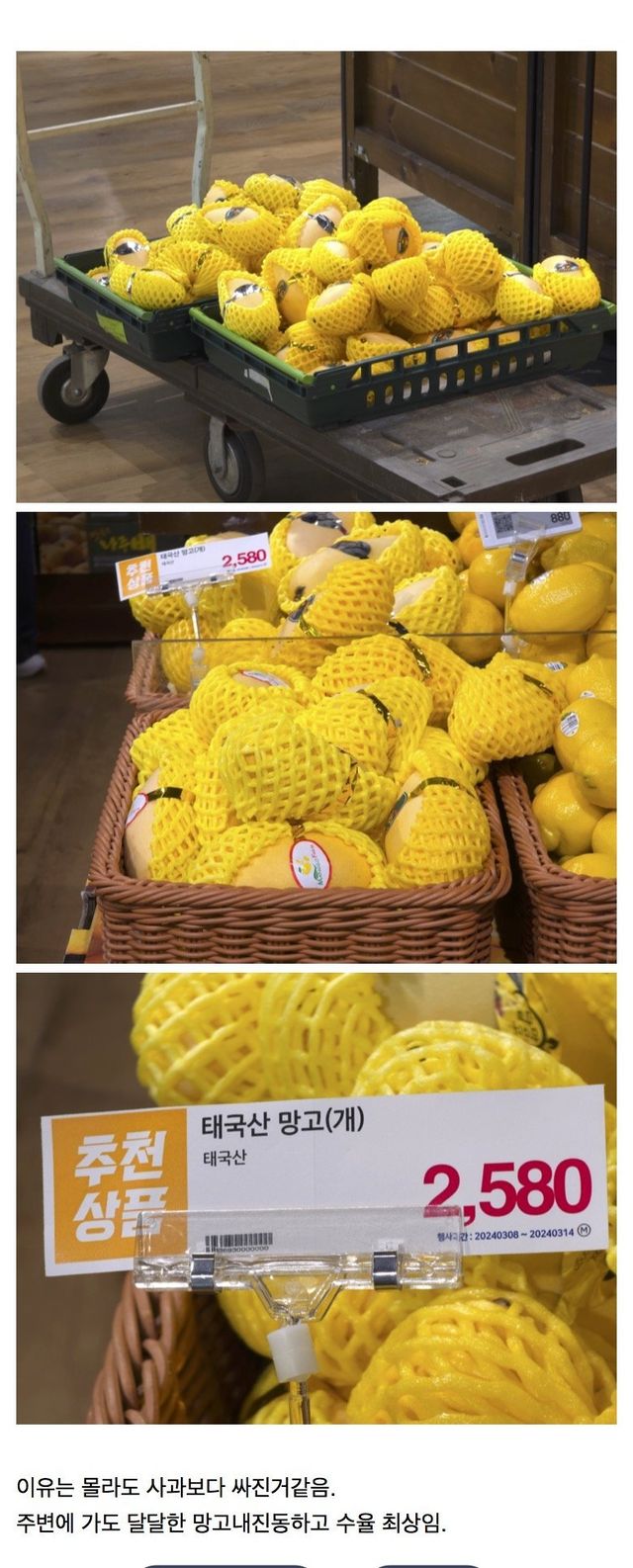 ㅅㅍ)망고가격 최신근황
