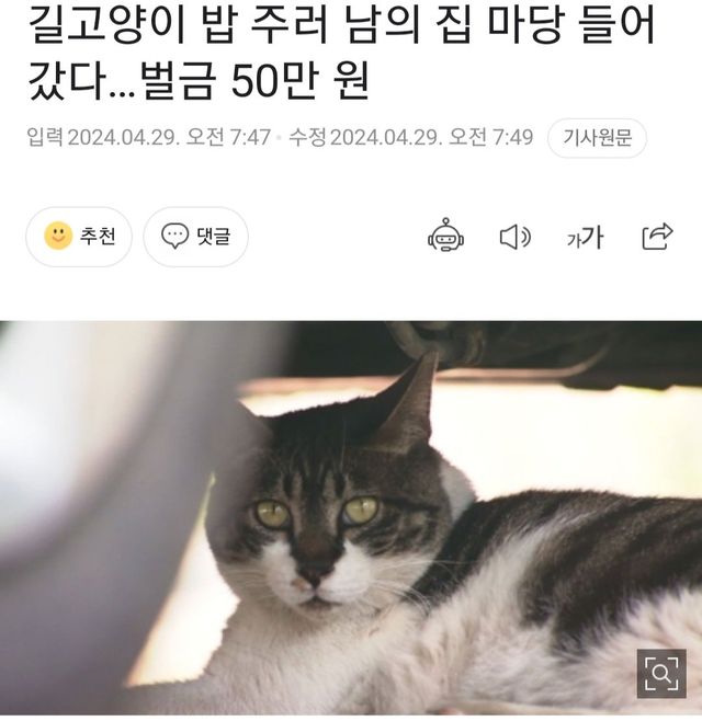 길고양이 밥 주러 남의 집 마당 들어갔다…벌금 50만 원