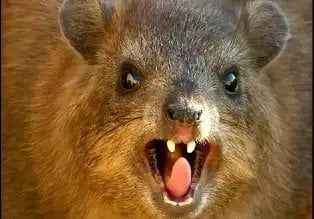 흉폭한 바위너구리의 축복