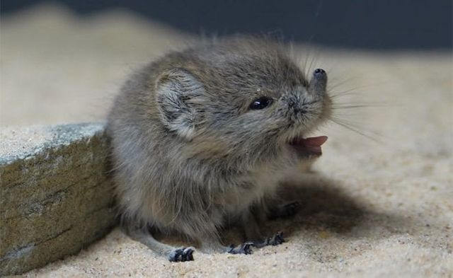 하품하는 땃쥐의 축복