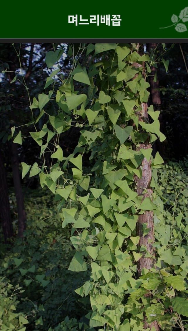 dcbest-20240503-052524-003-resize.jpg 우리나라 식물들 중 천박한 이름이 많은 이유