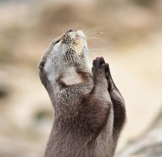 기도하는 수달의 축복