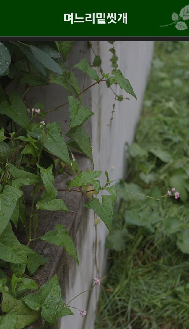 dcbest-20240503-052522-002-resize.jpg 우리나라 식물들 중 천박한 이름이 많은 이유