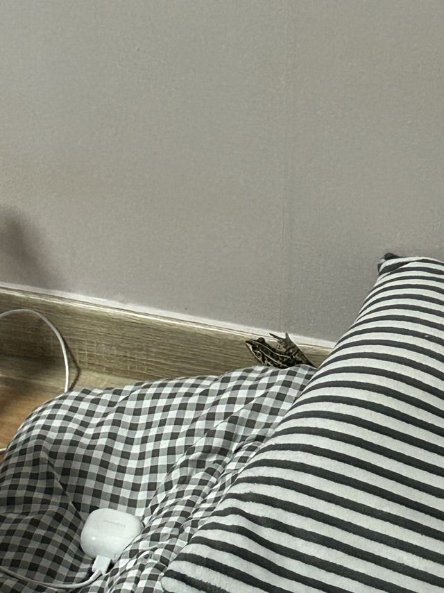 IMG_2460.jpeg 진짜 미친 개구리 미친 개구리