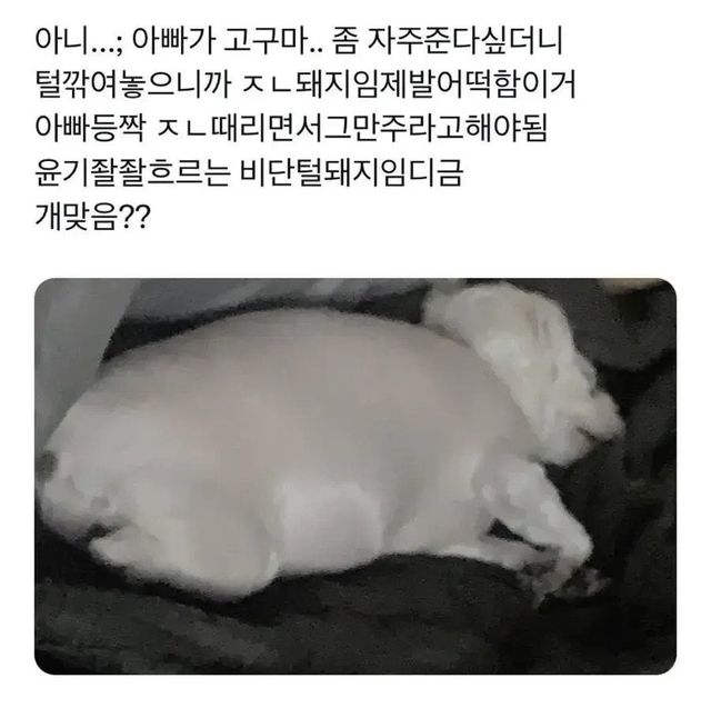 Internet_20240612_152428_1.jpeg 강아지가 너무 살쪄서 털이라도 깎아 본 견주