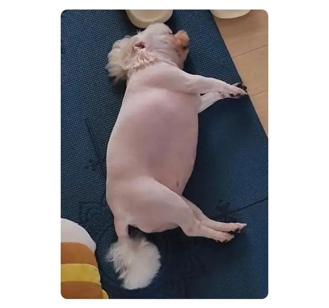 Internet_20240612_152428_2.jpeg 강아지가 너무 살쪄서 털이라도 깎아 본 견주
