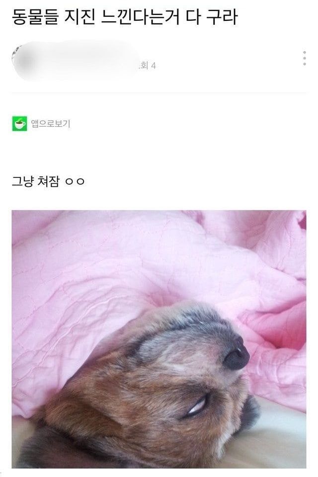 cmwcj.jpg 동물들 지진 느낀다는거 다 구라