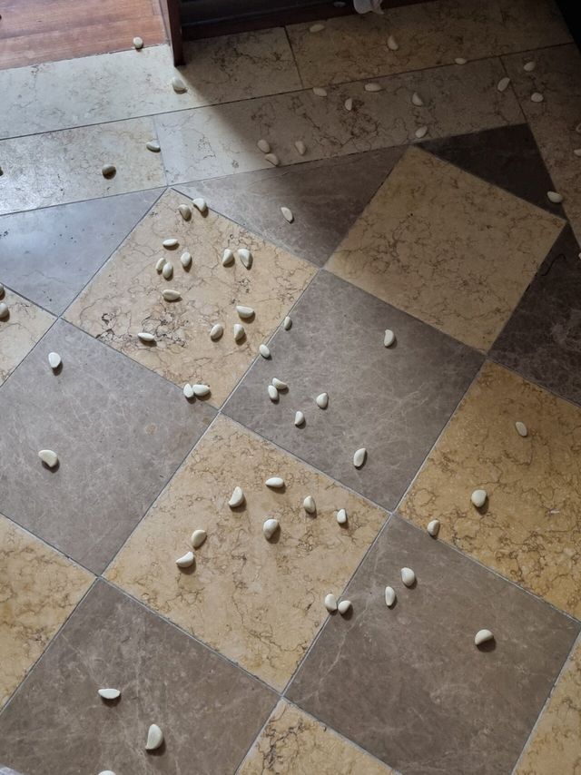 1000015384.jpg 깐마늘을 거꾸로하면?