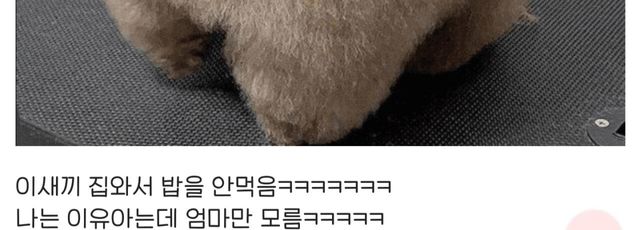 강아지 미용 실패한 디시인
