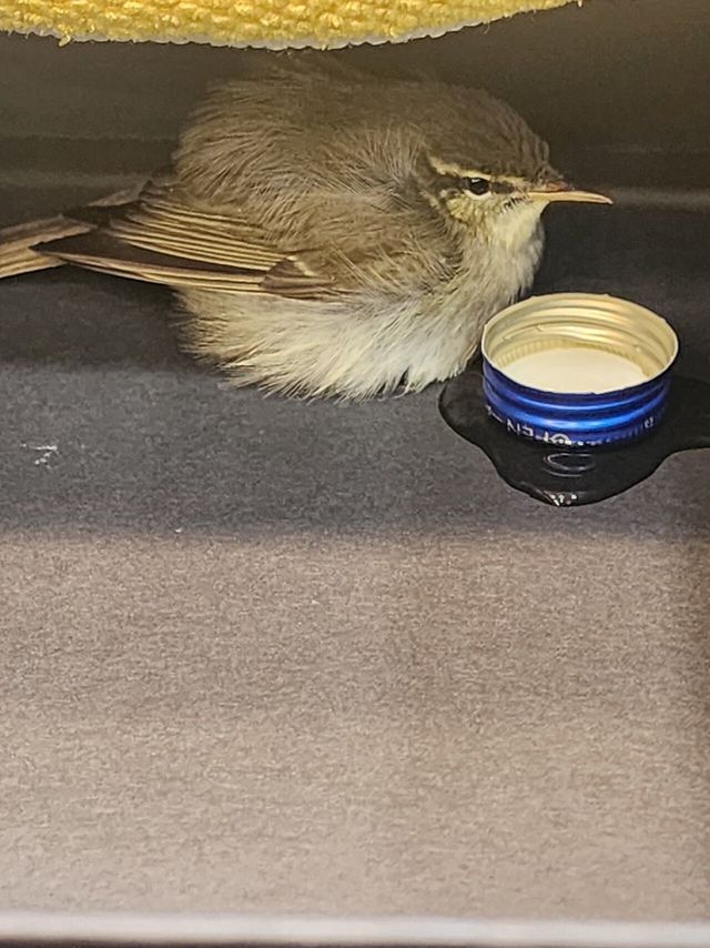 1000031183.heic.auto.jpg 매장에서 기절한 새줍했는데 박씨 가져다줌?