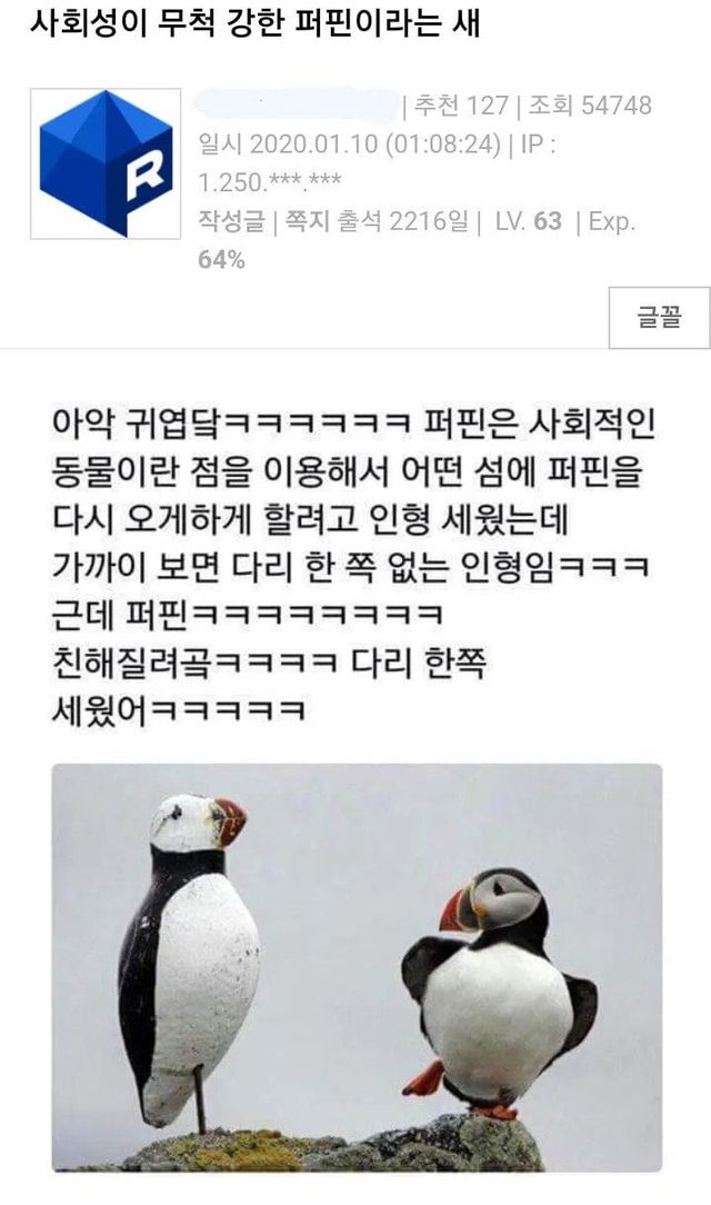 사회성이 무척 강한 퍼핀이라는 새...JPG
